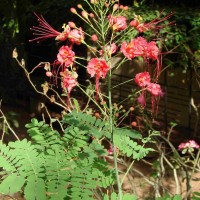 Caesalpinia pulcherrima (L.) Sw.